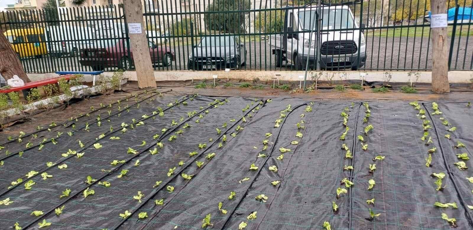 Μαρούλια, λάχανα και παντζάρια φύτεψαν μαθητές και μαθήτριες δημοτικού στις αυλές των σχολείων τους